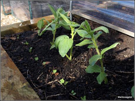 Radishes - a second sowing