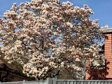 Look Up and Smell the Blossom