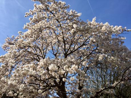 Look Up and Smell the Blossom