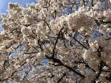 Look Up and Smell the Blossom