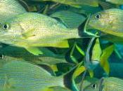 Limited Nursery Replenishment Coral Reefs