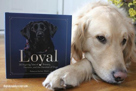 Loyal Book review about heroic dogs