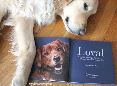 Loyal book review about 38 heroic dogs and their owners