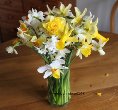 In a Vase on Monday – Daffodils