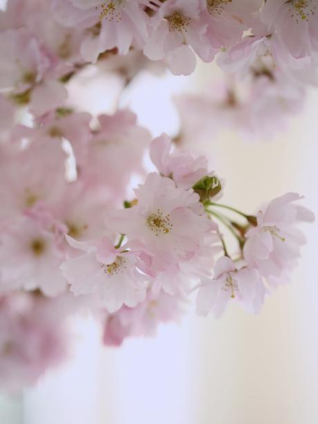 Monday Flowers – Beautiful Blossom!