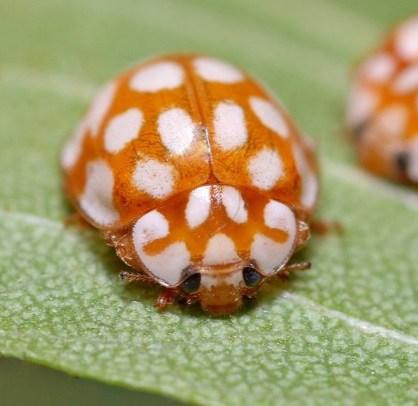 Orange Shell, White Spots Ladybug/Ladybird