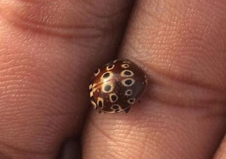 Brown Shell, Black Spots Ladybug/Ladybird