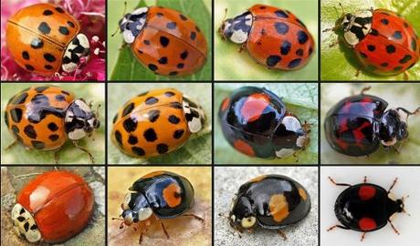 Ten Amazing Types of Ladybird and Where to Find Them