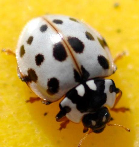 White Shell, Black Spots Ladybug/Ladybird