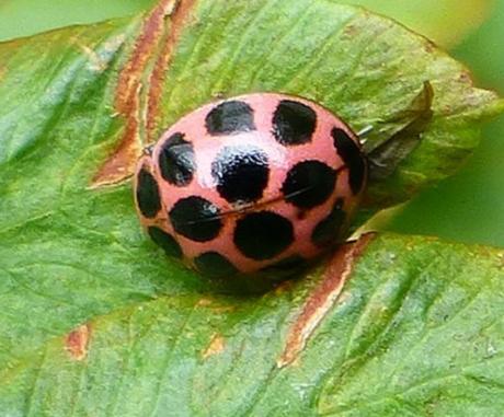 Pink Shell, Black Spots Ladybug/Ladybird