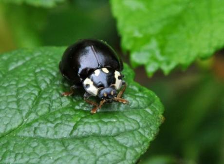 Black Ladybug/Ladybird