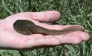 Bullfrog_Tadpole