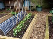 Supporting Broad Beans
