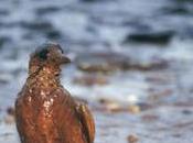 Politics, Nature-Conservation, Pipelines