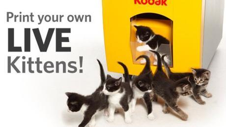 Print Your Own Kittens