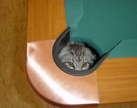 Cat Hiding in Snooker Table
