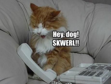 Cat Prank Calling Dog