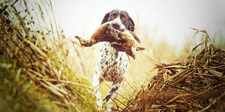 best duck hunting dogs