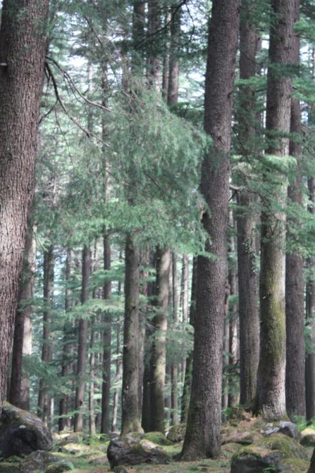 DAILY PHOTO: Deodar Forest