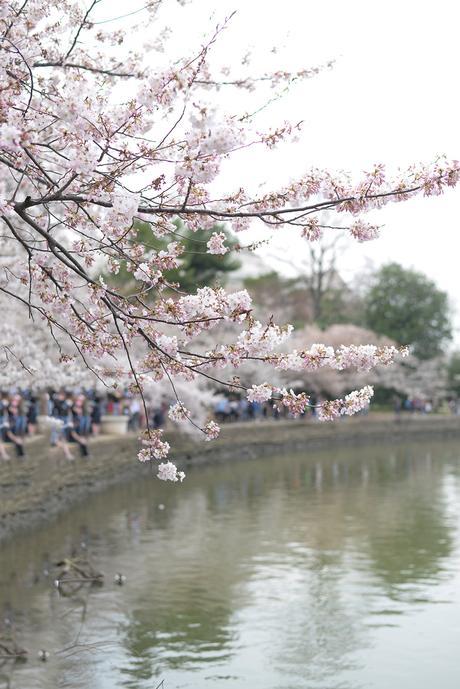 Why you need to see the Cherry Blossoms in Washington, D.C.