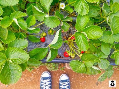 Sergio’s Farm – The First and Only Organic Strawberry Farm in Cebu