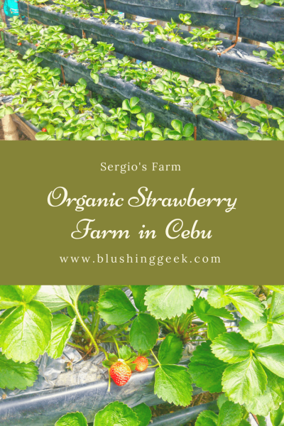 Sergio’s Farm – The First and Only Organic Strawberry Farm in Cebu