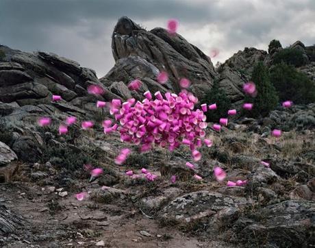 Landscape Photo With Pink Cups at MassArt Auction