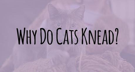 What is cat kneading and why do cats knead their owners?