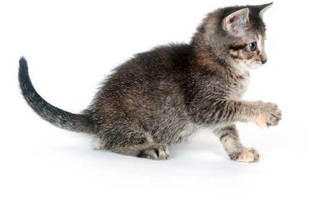 What is cat kneading and why do cats knead their owners?