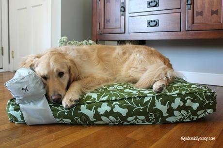 golden retriever dog sleeping on a molly mutt dog bed