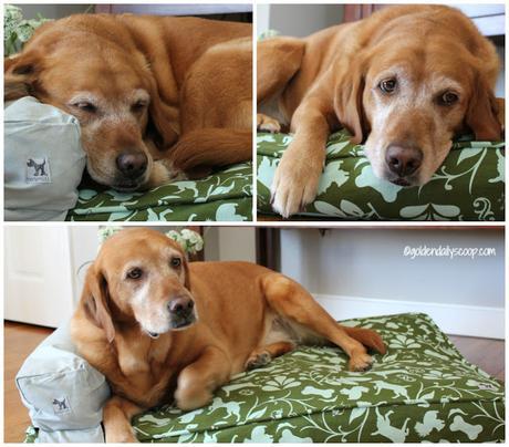 golden labrador dog sleeping on molly mutt duvet cover, dog bed