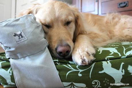 golden retriever dog sleeping on molly mutt dog bed and pillow