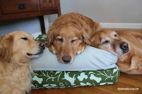 three golden retrievers sleeping on a molly mutt dog bed review