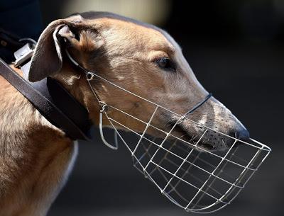 Greyhound at Wimbledon ... and euthanised at NSW