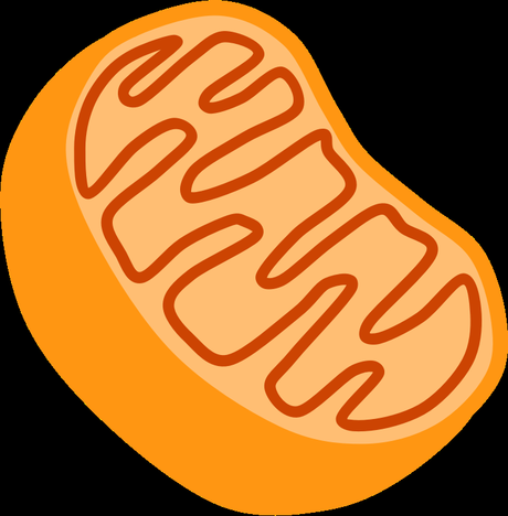 Mitochondria Functions: Optimizing Mitochondrial Metabolism