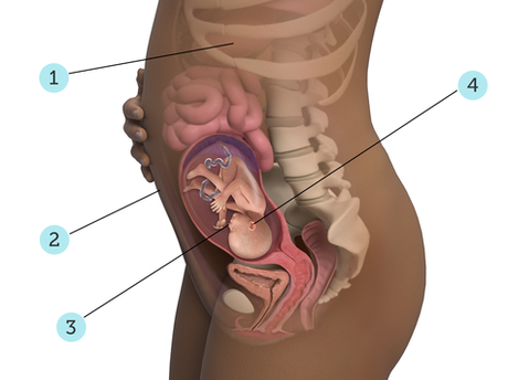 Pregnancy Journal: 23 weeks pregnant with baby #2