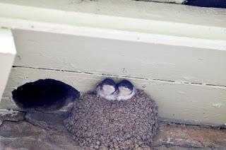 Public urged to avoid birds’ nests during gardening and building work