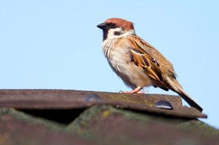 Public urged to avoid birds’ nests during gardening and building work