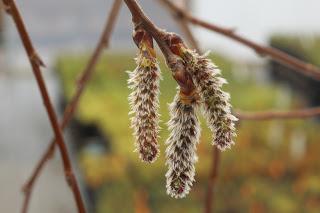 Conservation breakthrough for Scotland’s rare aspen tree