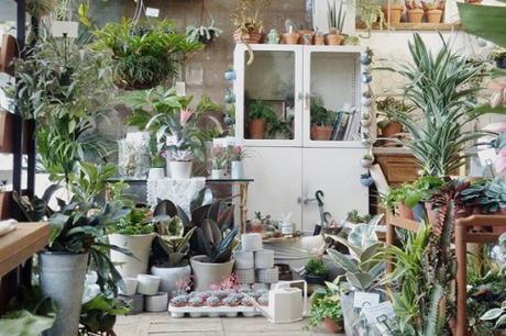 The 10 Most Popular Houseplants in the UK