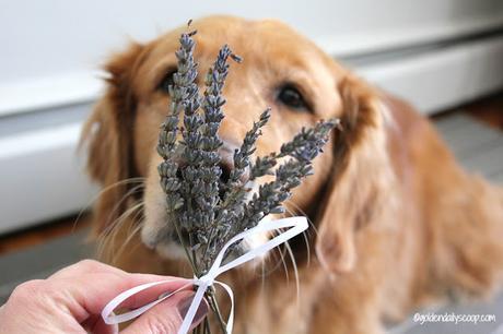 the nurturing paw french lavender dried bouquet