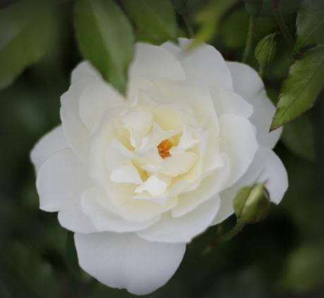 iceberg rose bloom