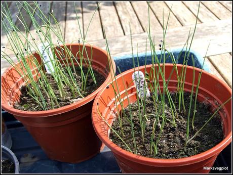 Planting onions