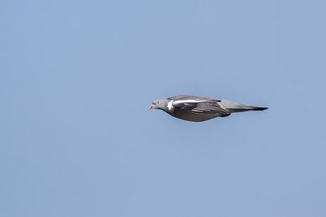 Wood Pigeon