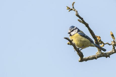 Blue Tit