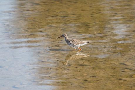 Wading Redshank