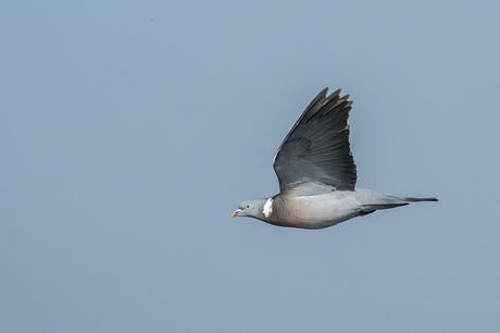 Wood Pigeon in Flight