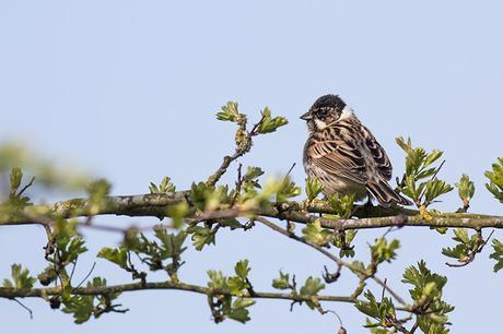 Reed Bunting