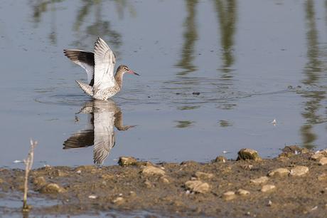 Redshank Flapping