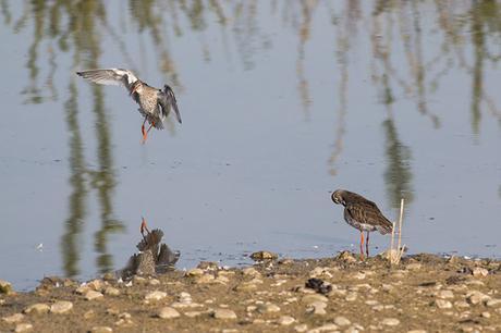 Redshank pair